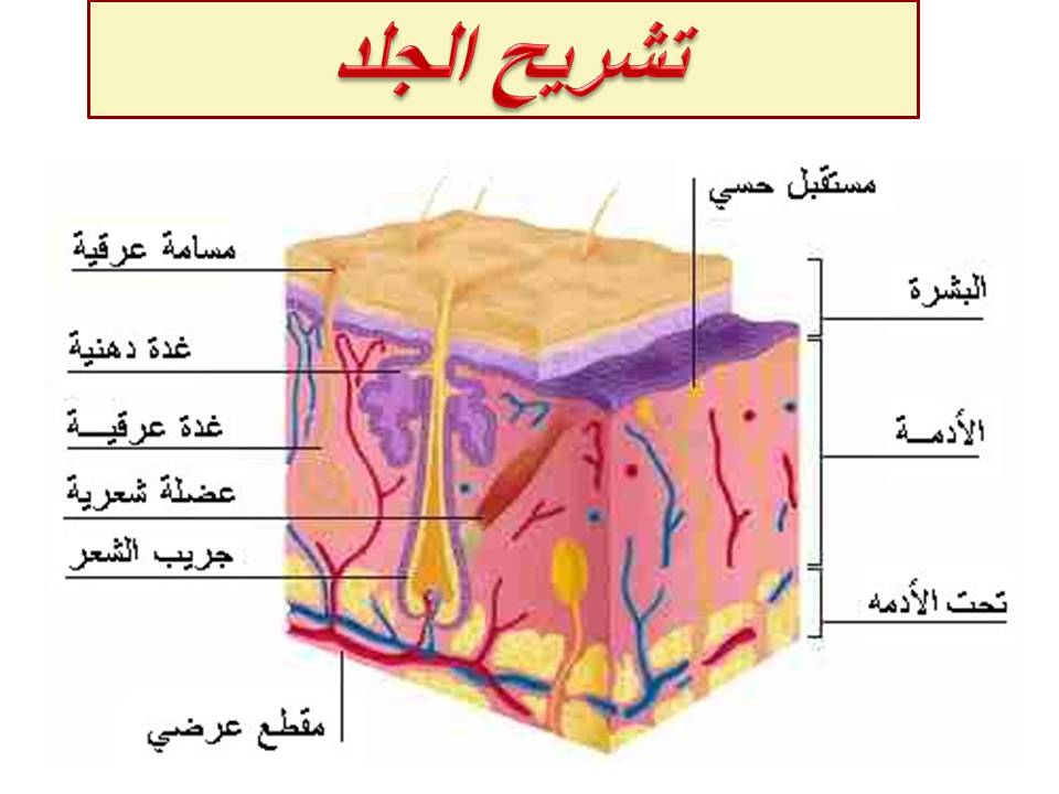 الإسعافات الأولية للحروق